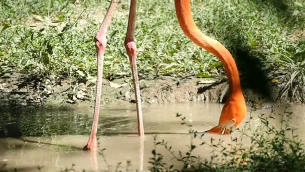 Um flamingo laranja mantém a cabeça na água e procura algo com os olhos abertos — Vídeo de Stock
