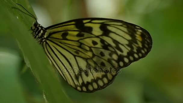 Spotted butterfly sits in profile on a green twig on a sunny day in summer — Stock Video