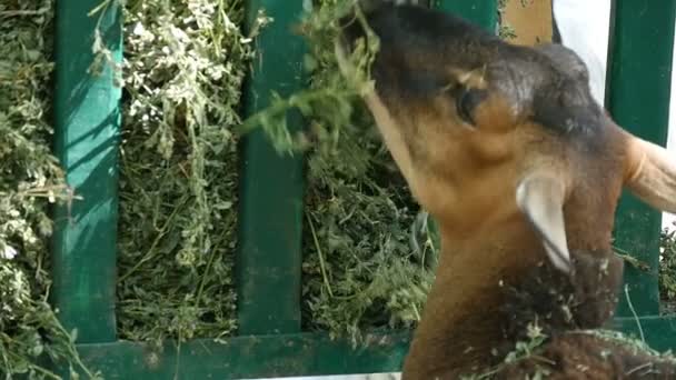 Belo antílope come grama verde colocada atrás de uma cerca em algum zoológico no verão — Vídeo de Stock