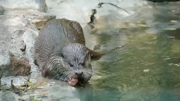 Grappige otter eet vlees op de rotsachtige kust van sommige meer op een zonnige dag in de zomer — Stockvideo