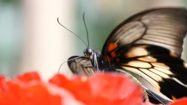 Schwarz-gelber Schmetterling sitzt an einem sonnigen Sommertag auf einer tropischen Blume — Stockvideo