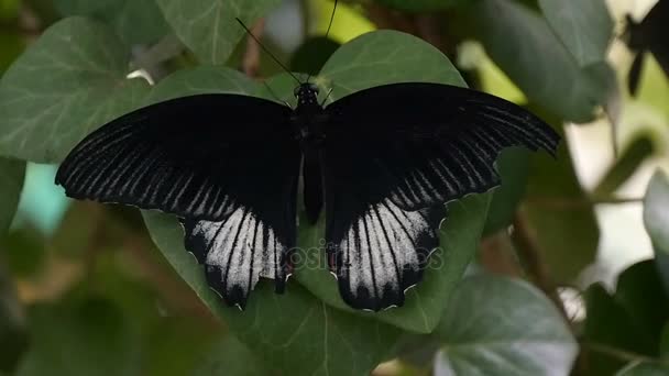 Fabulous black and white moth-butterfly is shot up down in a forest in summer — Stock Video