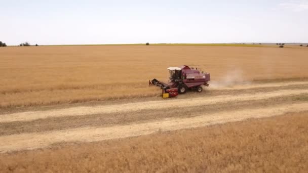 Aerial shot of a combine harvester gathering golden wheat in Ukraine in summer — Stock Video