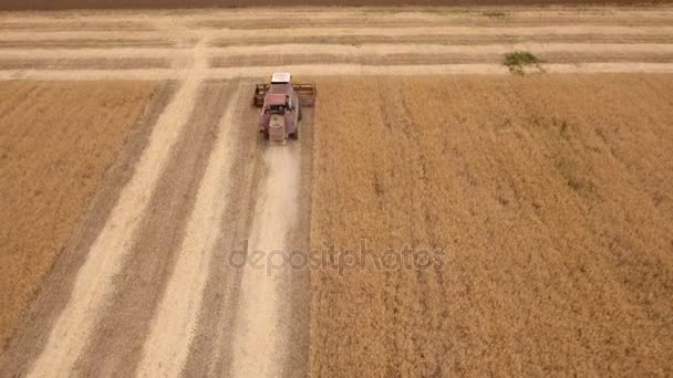 Tiro aéreo de um campo dourado maduro e uma colheitadeira colheitadeira colheita — Vídeo de Stock