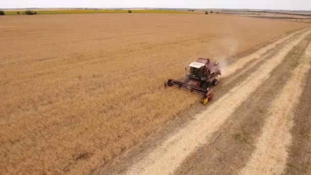 Letecký snímek malebné zlaté pole a kombajn sklízí plodiny — Stock video