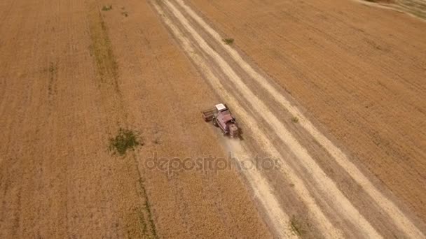 Luftaufnahme eines grenzenlosen goldenen Feldes mit einem alten Kumpel auf einem Mähdrescher — Stockvideo