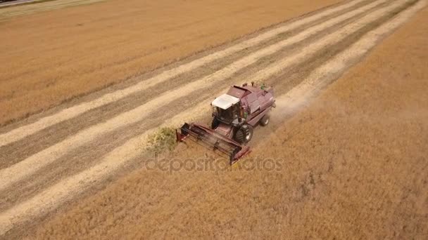 Vue aérienne d'une moissonneuse-batteuse effectuant plusieurs longues lignées sur un champ de blé — Video
