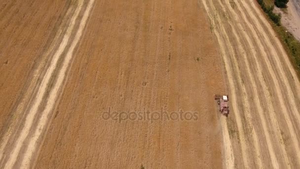 Luftaufnahme eines Mähdreschers, der auf einem Weizenfeld zahlreiche lange Schlangen bildet — Stockvideo