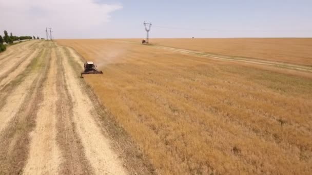 Luftaufnahme eines riesigen goldenen Feldes und eines Mähdreschers bei der Ernte — Stockvideo