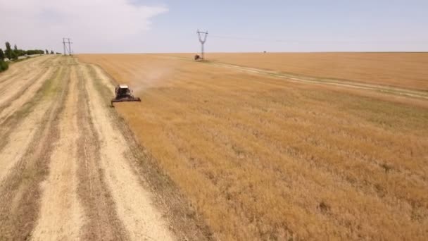 Colpo aereo di un enorme campo d'oro e una mietitrice mietitrebbia raccolto — Video Stock