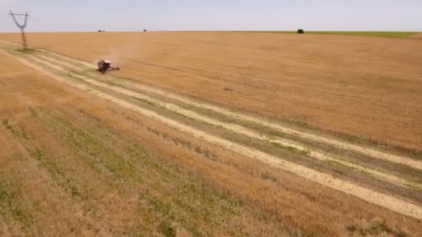 Tiro aéreo de un campo de trigo dorado ilimitado con una cosechadora de trabajo — Vídeo de stock