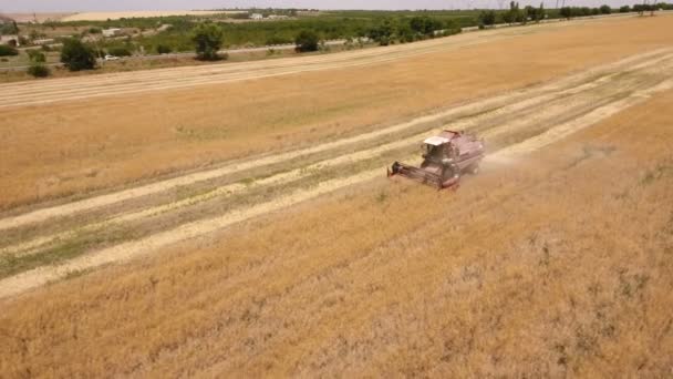 Foto aérea de una cosechadora cosechadora cosechando trigo maduro en un día soleado — Vídeo de stock