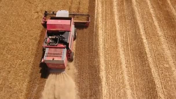 Tiro aéreo de uma colheitadeira vermelha recolhendo trigo na Europa Oriental — Vídeo de Stock