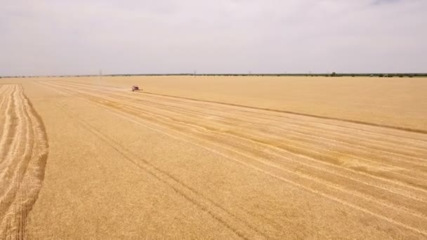 Colpo aereo di due mietitrebbie che raccolgono grano maturo su un campo enorme — Video Stock