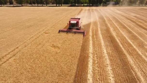 Luchtfoto van een hard werkende combineren harvester verzamelt rijp tarwe in Oekraïne — Stockvideo