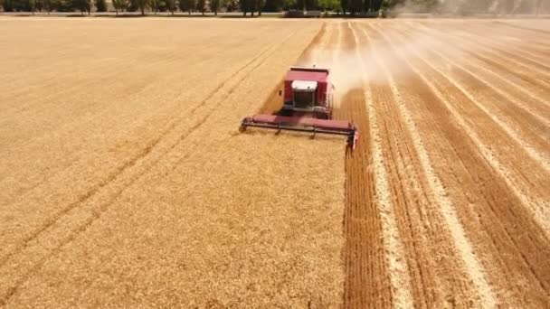 Luchtfoto van een combine harvester verzamelen van tarwe bijsnijden in Oost-Europa — Stockvideo