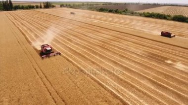 İki eski arkadaşları ile sınırsız bir altın alanının hava atış hasat toplama kombaynları