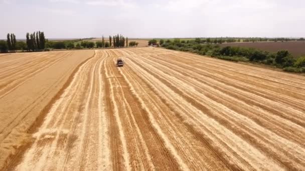 Antena de una cosechadora de un campo de trigo y una nube de niebla detrás de ella — Vídeo de stock