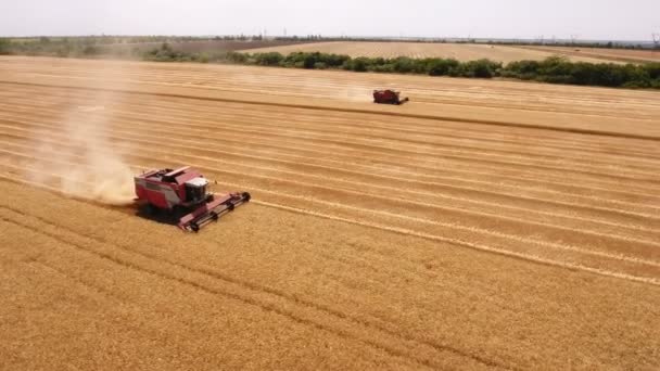 Tiro aéreo de duas ceifeiras-debulhadoras que colhem trigo maduro na Ucrânia no verão — Vídeo de Stock
