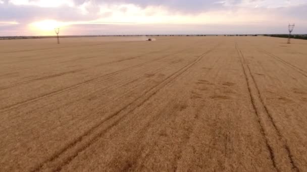 Aerial shot of a faraway combine harvester approaching fast on a golden field — Stock Video