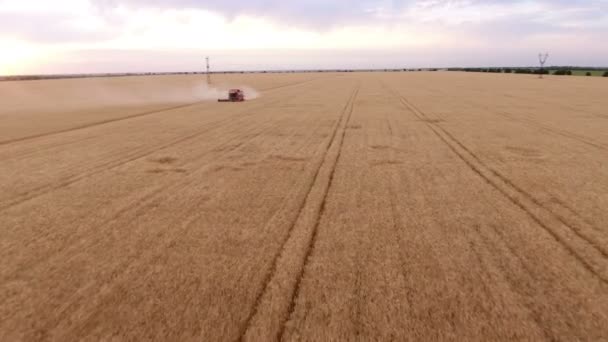 Foto aérea de un gran campo de oro con un viejo amigo en una cosechadora — Vídeo de stock