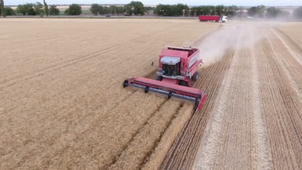 Tiro aéreo de uma ceifeira debulha trigo maduro na Ucrânia no verão — Vídeo de Stock