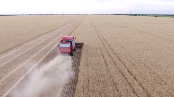 밀 필드와 그것의 뒤에 먼지의 구름에 결합 수확기의 공중 — 비디오