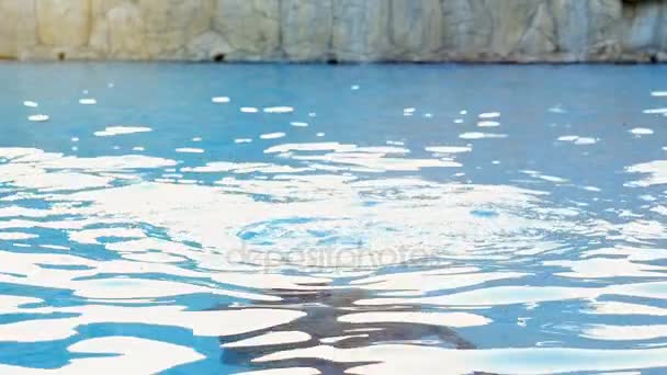 Νεαρός άνδρας άλματα έξω από το νερό είναι στη θάλασσα, σε μια ηλιόλουστη μέρα σε αργή κίνηση — Αρχείο Βίντεο