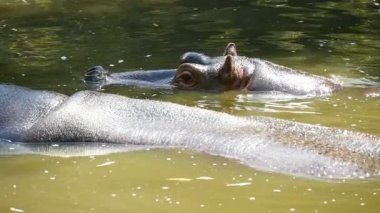 Mutlu yaz ağır çekimde etrafa bir havuzda iki büyük kahverengi su aygırı sit