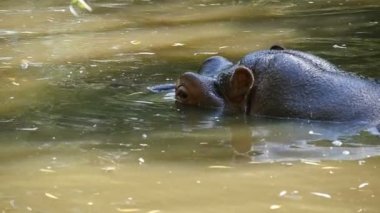 Komik bir nehir at yaz slo-mo Hayvanat Bahçesi havuz bir zevk alır