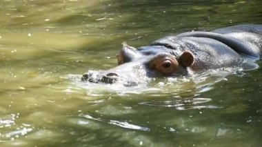 Büyük kahverengi su aygırı bir su birikintisi, burun delikleri slo-mo sudan dışarı esintiler yüzüyor.