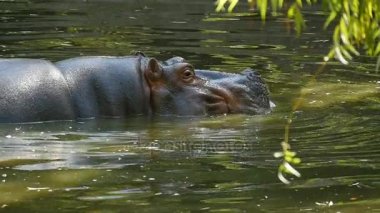 Tembel yaz ağır çekimde etrafa bir havuzda büyük bir kahverengi hppo oturur
