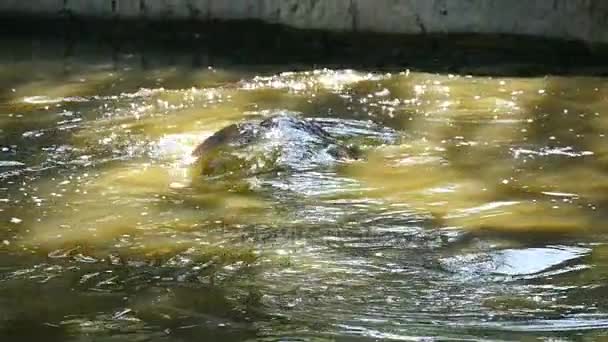 Een snuit van een nijlpaard verschijnt plotseling in de wateren van een vijver in de zomer in slow motion — Stockvideo