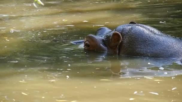 Un divertido caballo de río obtiene un placer en un estanque zoológico en verano en slo-mo — Vídeo de stock