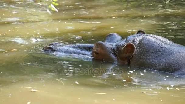 Un grosso ippopotamo bruno si siede in uno stagno e si guarda felicemente intorno in estate al rallentatore — Video Stock