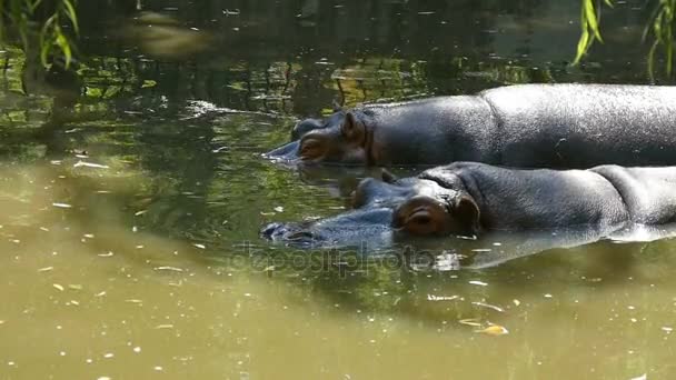 Una feliz pareja de dos grandes hipopótamos disfrutan de sus vidas en un estanque zoológico en cámara lenta — Vídeos de Stock