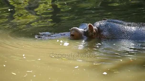 Veselý hroch sedí ve vodě a baví v zoo šťastně ve zpomaleném záběru — Stock video