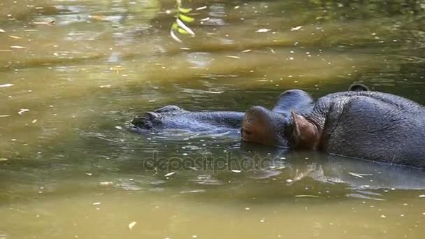 Un divertido hipopótamo se sienta en el agua y se entretiene en un zoológico felizmente en cámara lenta — Vídeos de Stock