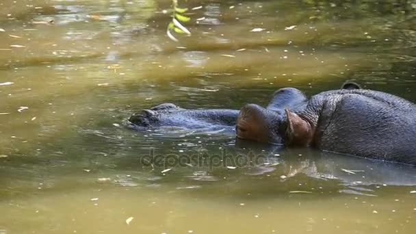 Un drôle d'hippopotame est assis dans l'eau et divertit dans un zoo heureux au ralenti — Video