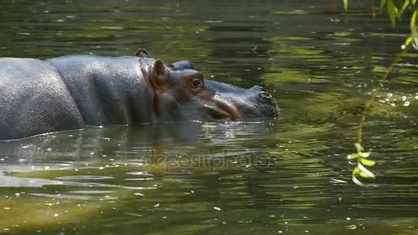 A hippo is shot in profile. He enjoys his life and lowers his head down in water — Stock Video