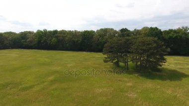 Birkaç eski çamların Ukrayna pitoresk buğday alanında hava atış