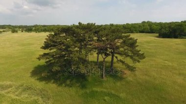 Havadan çekim Ukrayna pitoresk bir yeşil çayır bir yüksek çam ağaçları koru