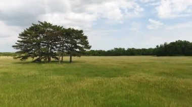 Birkaç yüksek çam ağaçlarının içinde Ukrayna bir kutsal yeşil çayır hava atış