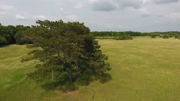 Повітряний постріл мальовничого соснового дерева grove в чудовий луг в Україні — стокове відео