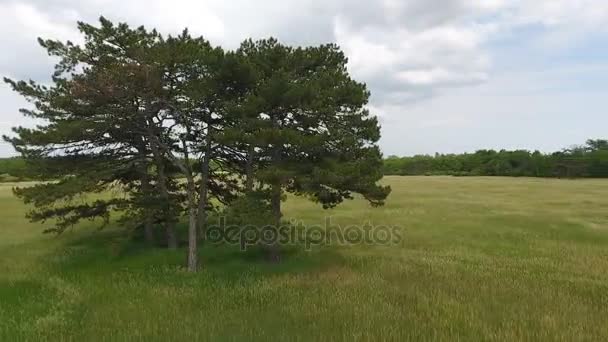 Tiro aéreo de várias árvores altas e velhas em um belo prado verde na Ucrânia — Vídeo de Stock