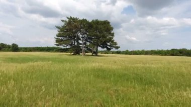 Ukrayna harika bir yeşil çayır threel yüksek yaşlı ağaçlarda hava atış
