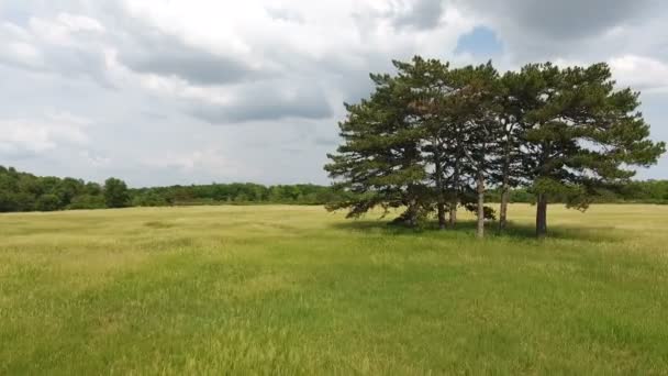 Vue aérienne de plusieurs vieux arbres élevés dans une magnifique prairie verte en Ukraine 