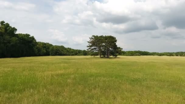 Prise de vue aérienne de plusieurs vieux arbres dans un champ de blé pittoresque en Ukraine 