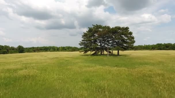 Luchtfoto van verschillende hoge oude bomen in een pittoreske tarweveld in Oekraïne — Stockvideo