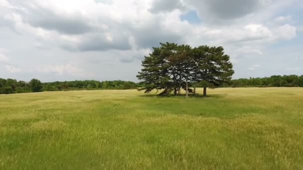 Foto aérea de varios árboles altos y viejos en un pintoresco campo de trigo en Ucrania — Vídeo de stock